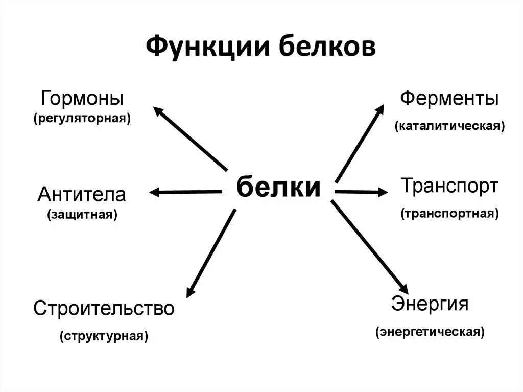 Список функций белков. Функции белков в организме человека схема. Перечислите основные функции белков в организме. Белки основные функции. Основные функции белков в организме человека.