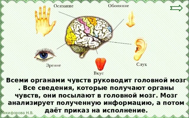 Сложные органы чувств. Органы чувств человека. Мозг и органы чувств. Органы чувств схема. Органы чувств человека мозг.