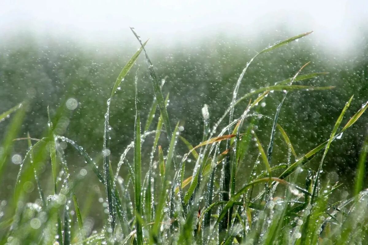 После летнего дождика. Дождь трава. Трава после дождя. Роса на траве. Весенний дождь.