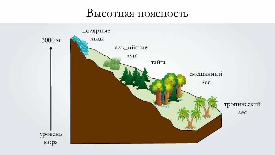 Высотная поясность горы Гималаи. Высотная поясность нивальный пояс. Зона ВЫСОТНОЙ поясности Евразии. Высотная поясность Евразии.