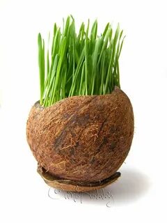 Кокосовый кашпо