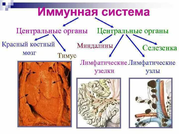 Иммунные функции выполняют
