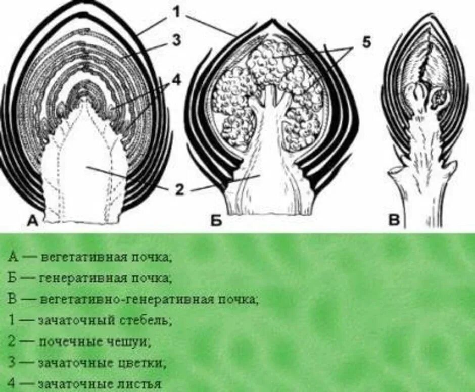 Изображение генеративной почки. Вегетативная и генеративная почка. Вегетативная почка и генеративная почка. Строение вегетативной и генеративной почки. Зачаточный стебель у вегетативной почки.