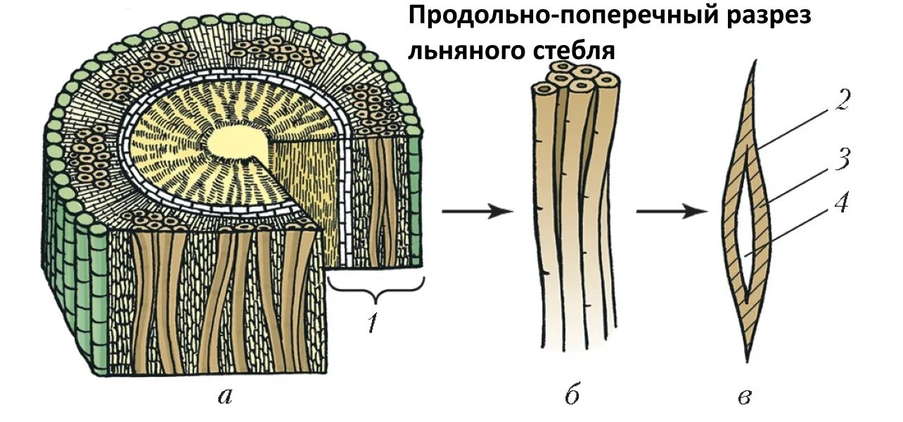 Лубяные волокна стебля. Строение лубяных волокон льна. Волокна стеблей растений лубяные волокна. Поперечный срез лубяных волокон.