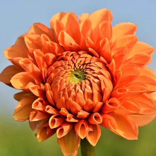 Неизвестный сорный цветок. Цветок начинается на а 7 букв. Садовый цветок 7 букв, начало п, в конце а. Фиолетовый цветок игольчатые лепестки. Аронник пятнистый ягоды.