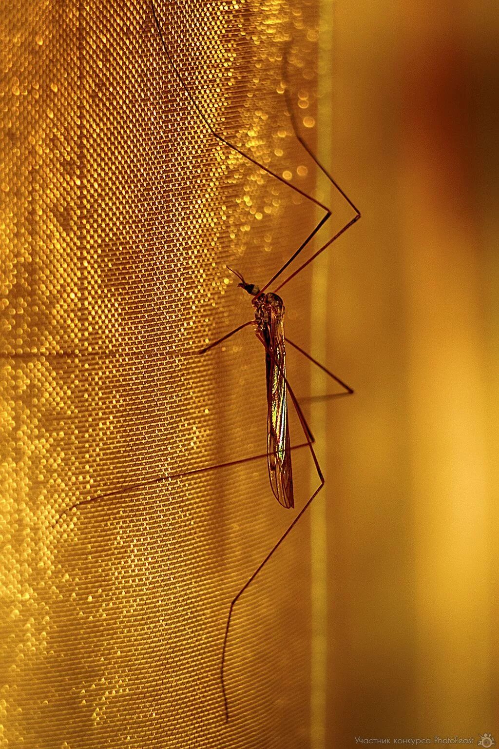 Комар большой как называется с длинными. Комар долгоножка. Комар с длинными ногами. Самый большой комар. Золотой комар.