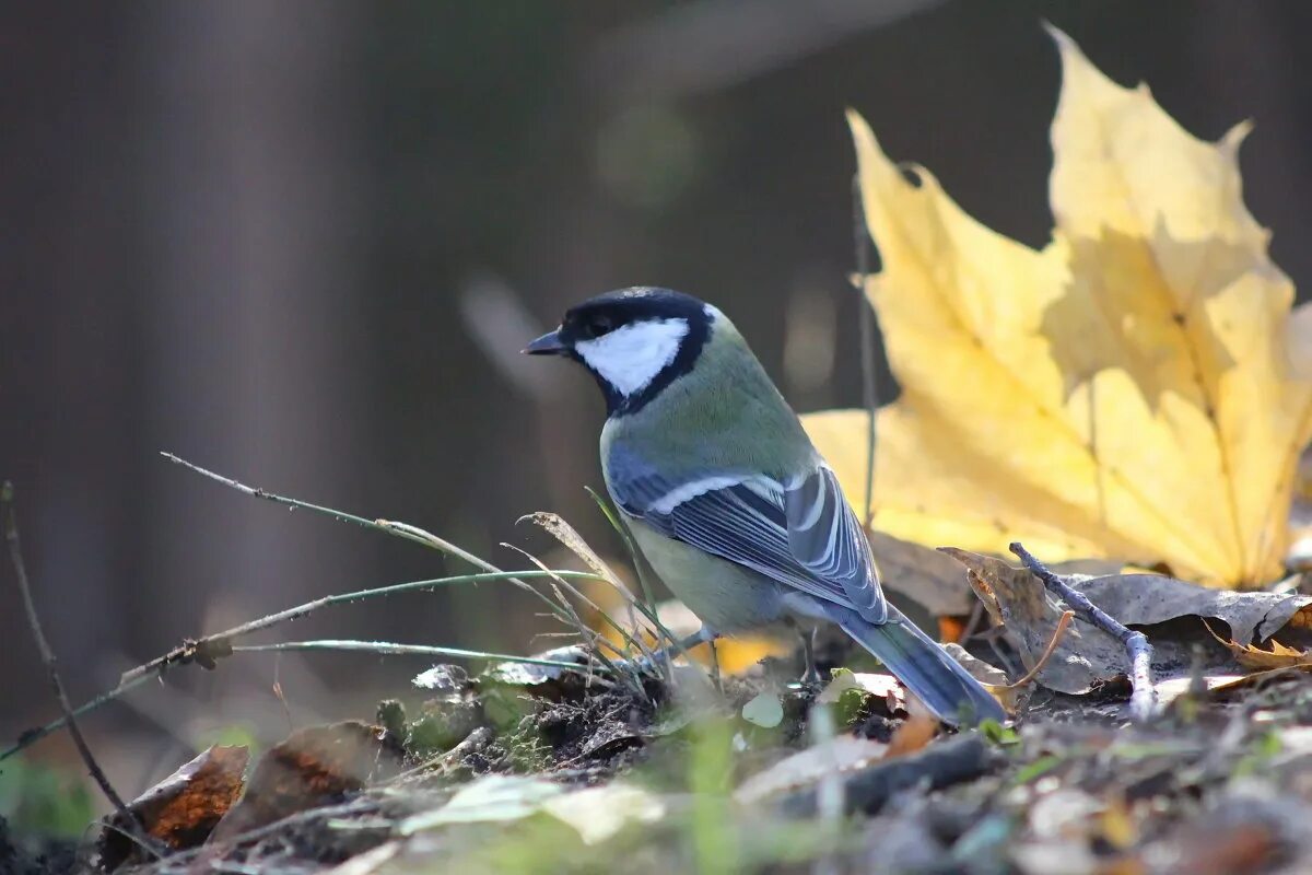 капская синица. большая синица. синица гаичка черноголовая. белощекая синица. синица.