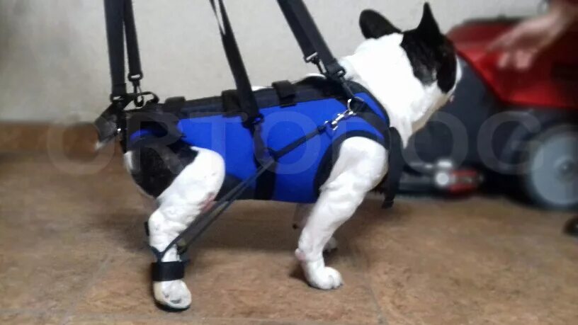 Товары для реабилитации животных. Товары для реабилитации животных. Транспортировочный бандаж для собак, m: 60-65 см/10-25 кг. Шлейки поддержки для собак. Для собак kruuse rehab.