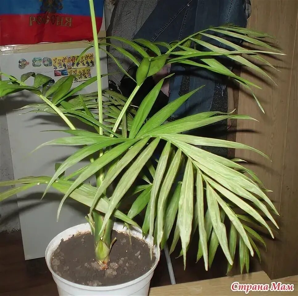 болезни пальмы хамедорея. хамедорея элеганс болезни. хамедорея фузариоз. хамедорея засыхает. пальма хамедорея вредители.