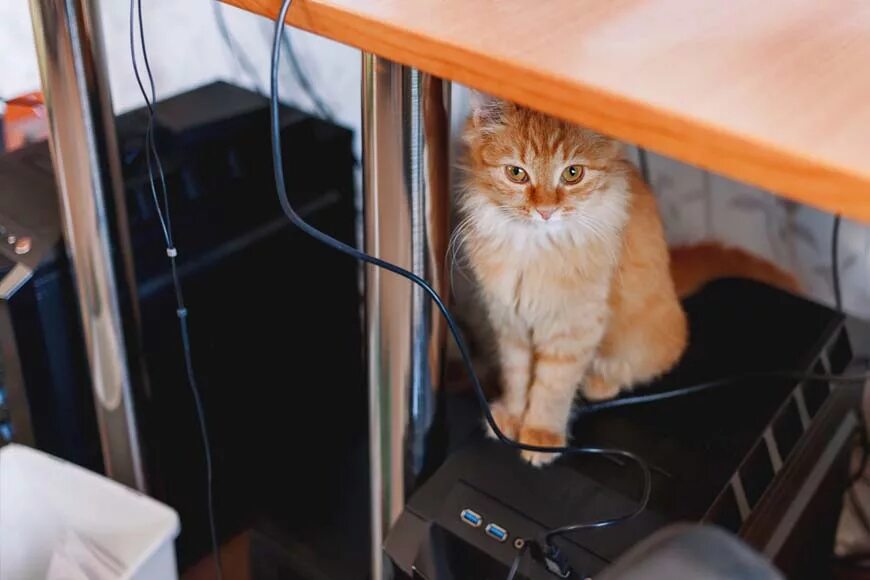 Кот грызет. Кот сидит под столом. симпатичный рыжий кот сидит под столом, на компьютере. кот играется с кабелем. кот грызет провода.