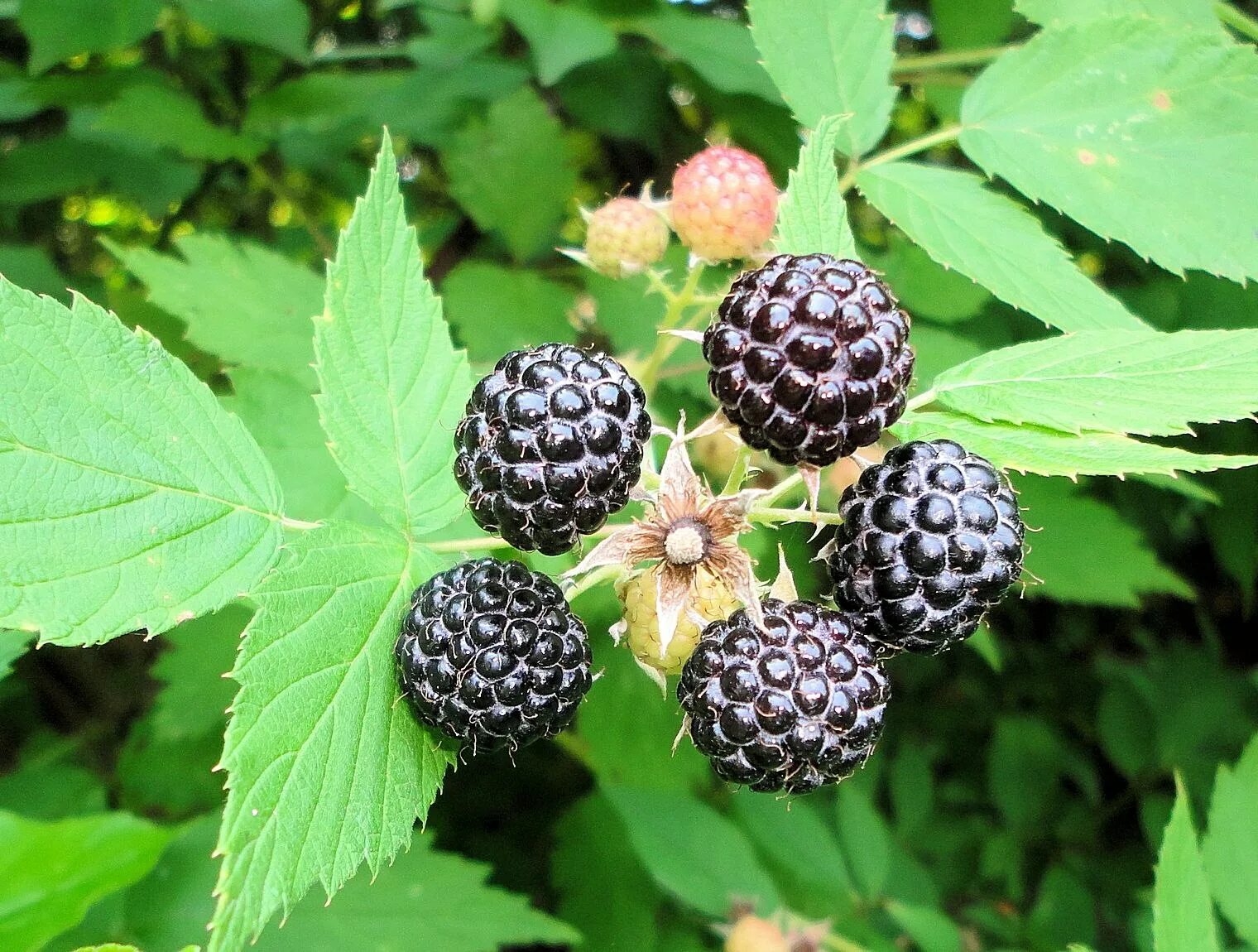 Рубус окциденталис. Малина Rubus idaeus. Клубника ежемалина. Ежемалина Дикая.