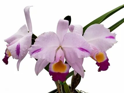 Cattleya trianae фото - Милые Картинки