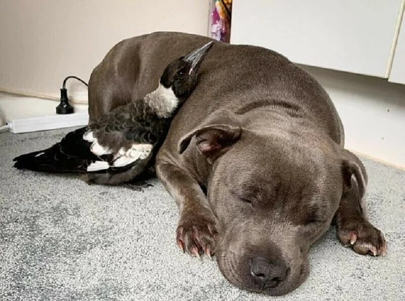 Собаки и сорока. Сорока и собака. Борзая гончая средневек. Ворона атакует. Сороки стая сорок.