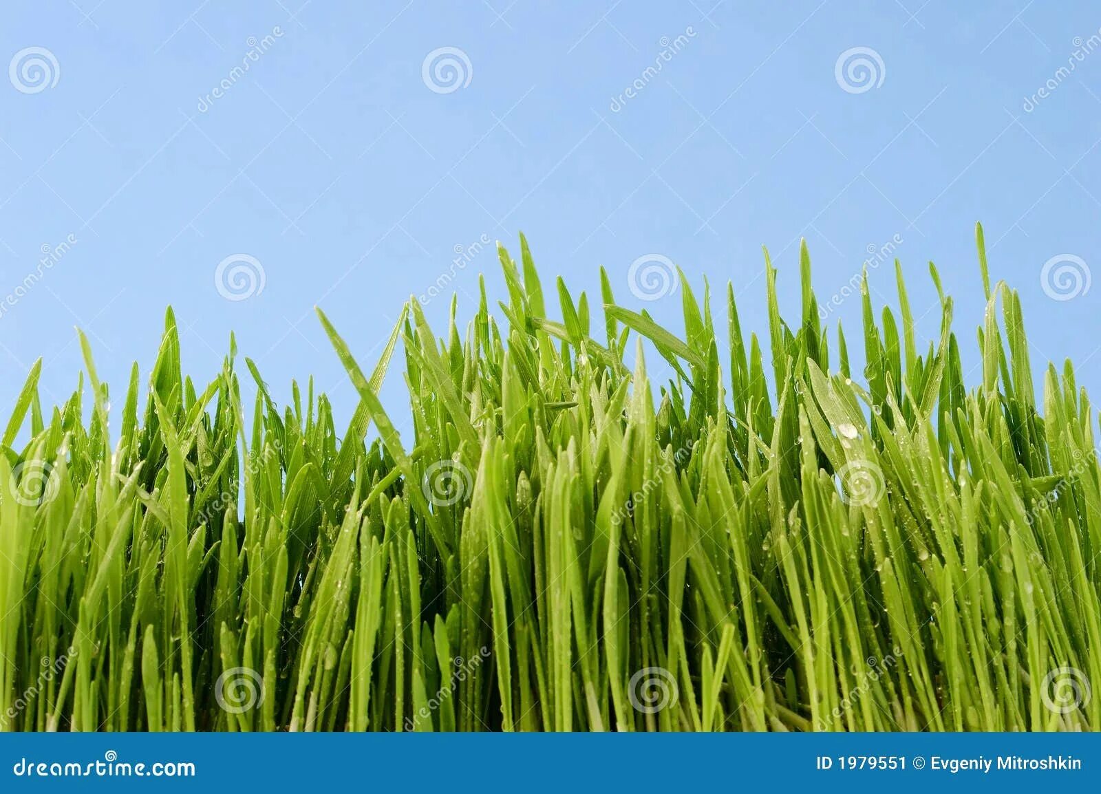 Grass listening