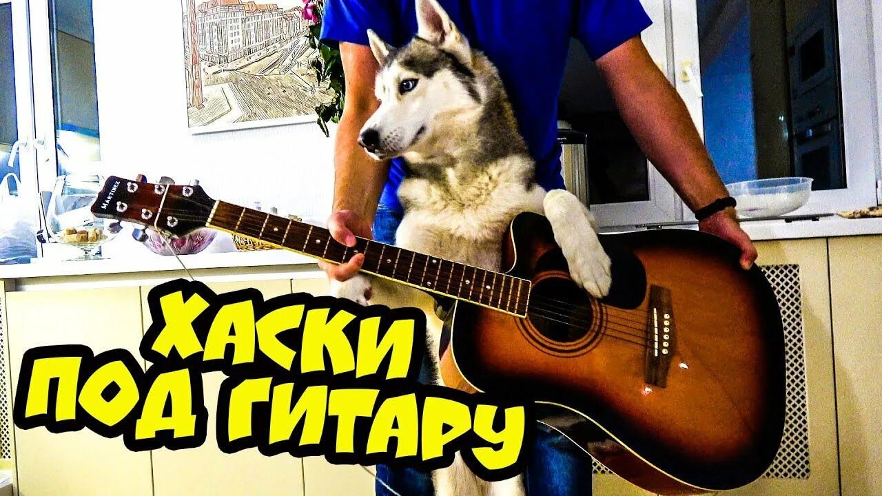 Хаски бандит. Хаски видеоблогер. Собака с гитарой. Хаски Баньди.
