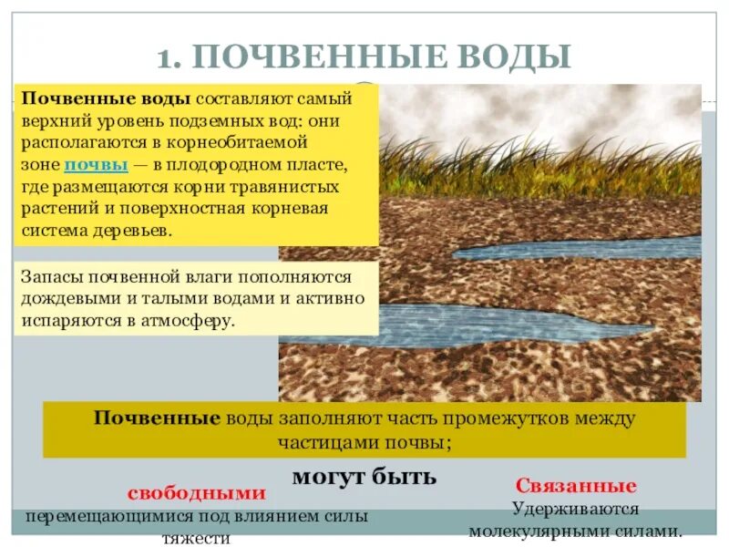 Какие почвенные воды