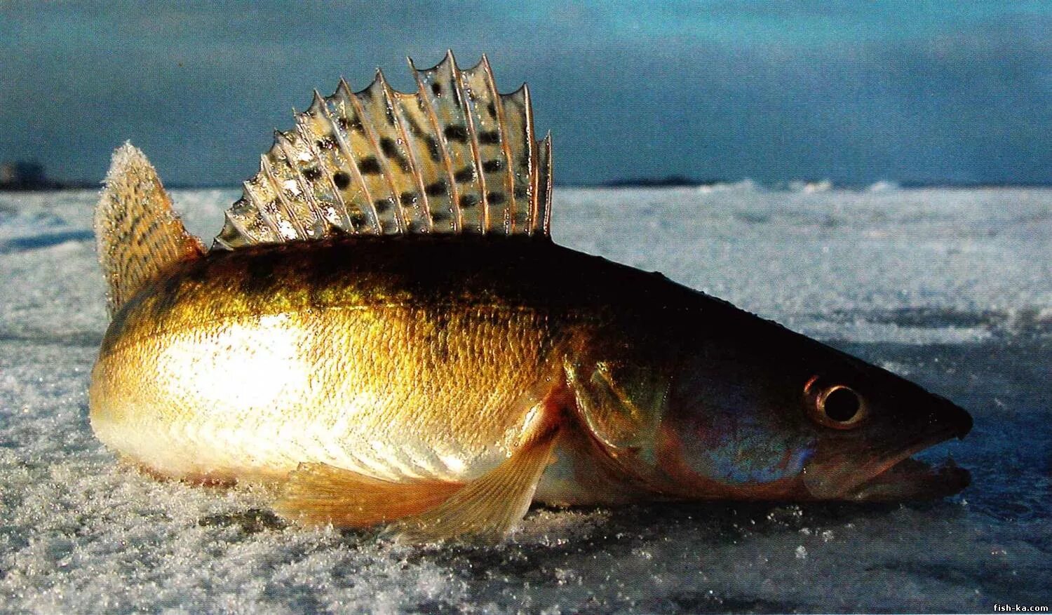 Белочки в царицынском парке. Судак белка. Рыба по калорийности таблица. Энергетическая ценность рыбы таблица. Берш волжский судак.
