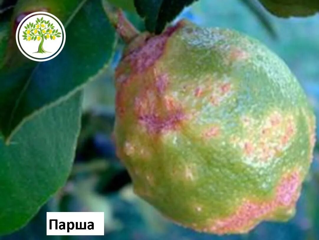 Виды болезней и вредители лимона и их лечение