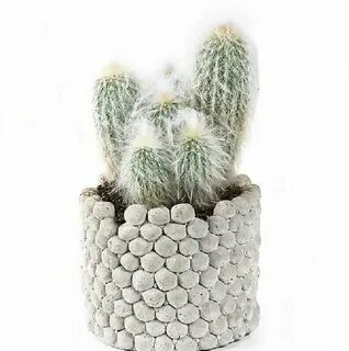 Rocking plants
