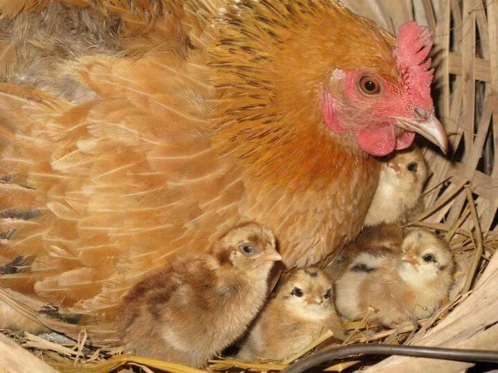 Сколько курица высиживает яйца до цыпленка дней. Курочка высиживает яйца. Курица-наседка. Курица высиживает цыплят. Курица Квочка.