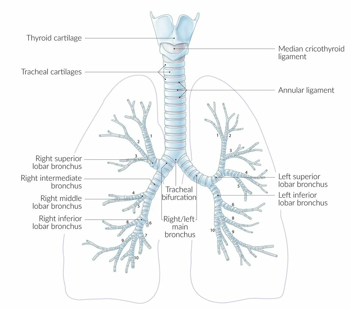 Бронхи на латыни. Carina tracheae анатомия. Bifurcatio tracheae. Гортань трахея бронхи анатомия.