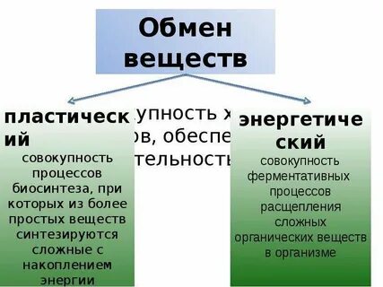 Метаболизм это в биологии кратко