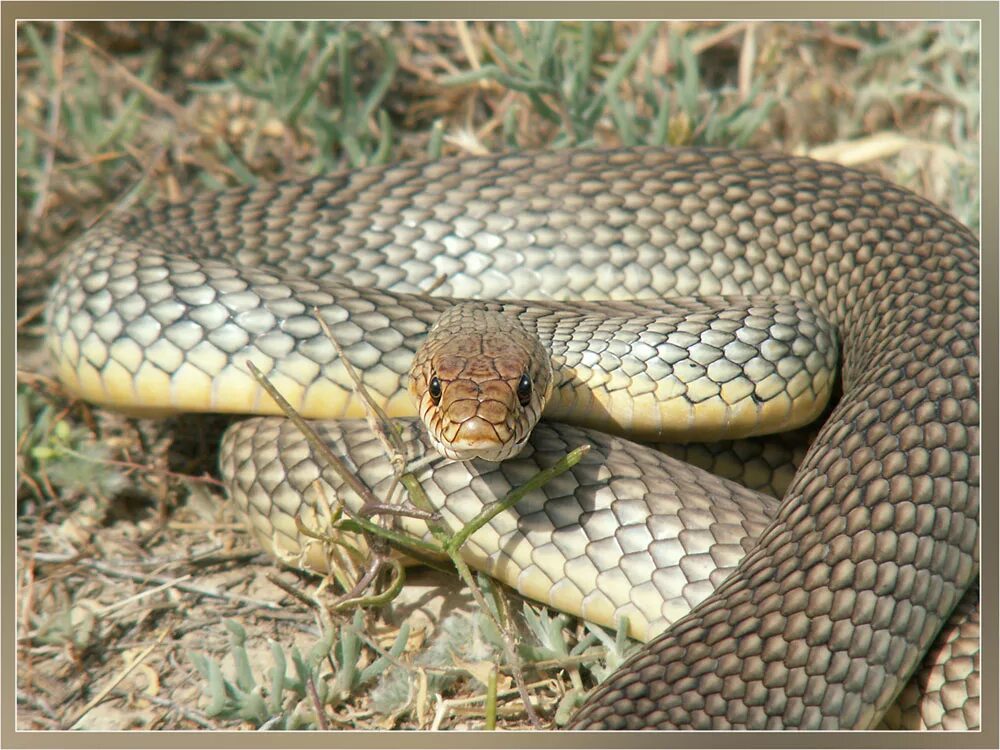 Желтобрюх фото. Полоз змея желтобрюхий. Желтобрюхий полоз (Dolichophis caspius). Желтобрюхий Каспийский полоз. Желтобрюхий полоз Крымский.