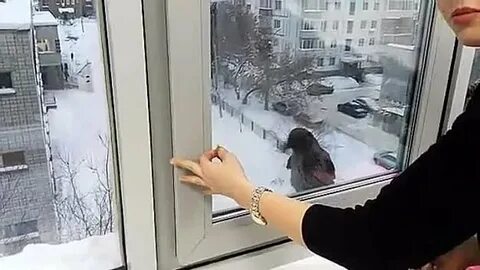 Ворон бился в окно