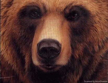Bears eye