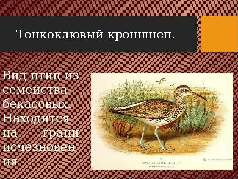 Виды птиц на грани вымирания. Тонкоклювый кроншнеп птица. Тонкоклювый кроншнеп красная книга. Исчезающие виды птиц. Красная книга Томской области птицы.