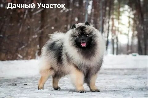 Вольфшпиц