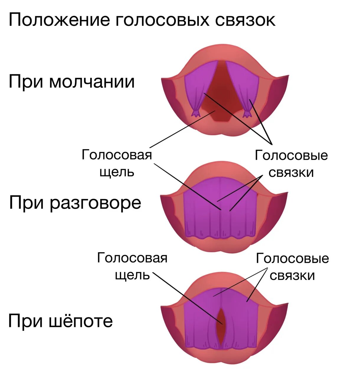 Положение голосовых связок при молчании почему. Строение гортани голосообразование. Голосовые связки голосообразование. Механизм голосообразования. Голосообразование схема.