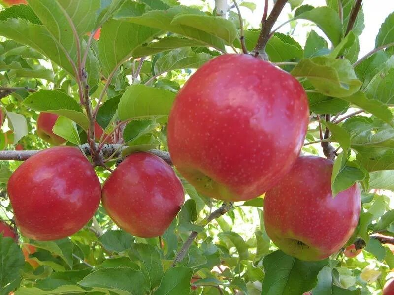 Сорт яблок Пинк леди. Яблоня Pink Lady. Яблоня сурхурай. Беркутовка яблоня. Яблоня башкирское