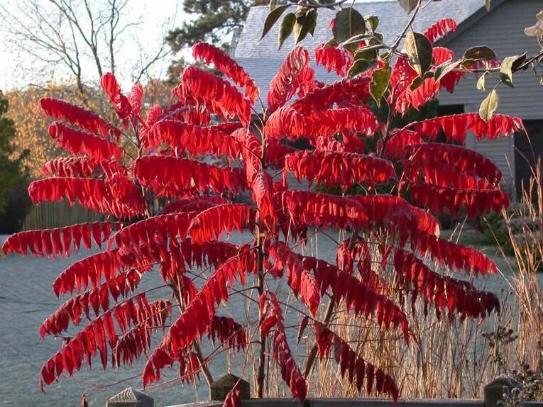 Сумах оленерогий Rhus typhina. Сумах Rhus typhina. Сумах уксусный Rhus typhina. Сумах оленерогий Bailtiger.