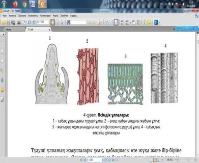 Жас азербайжандық порно видео