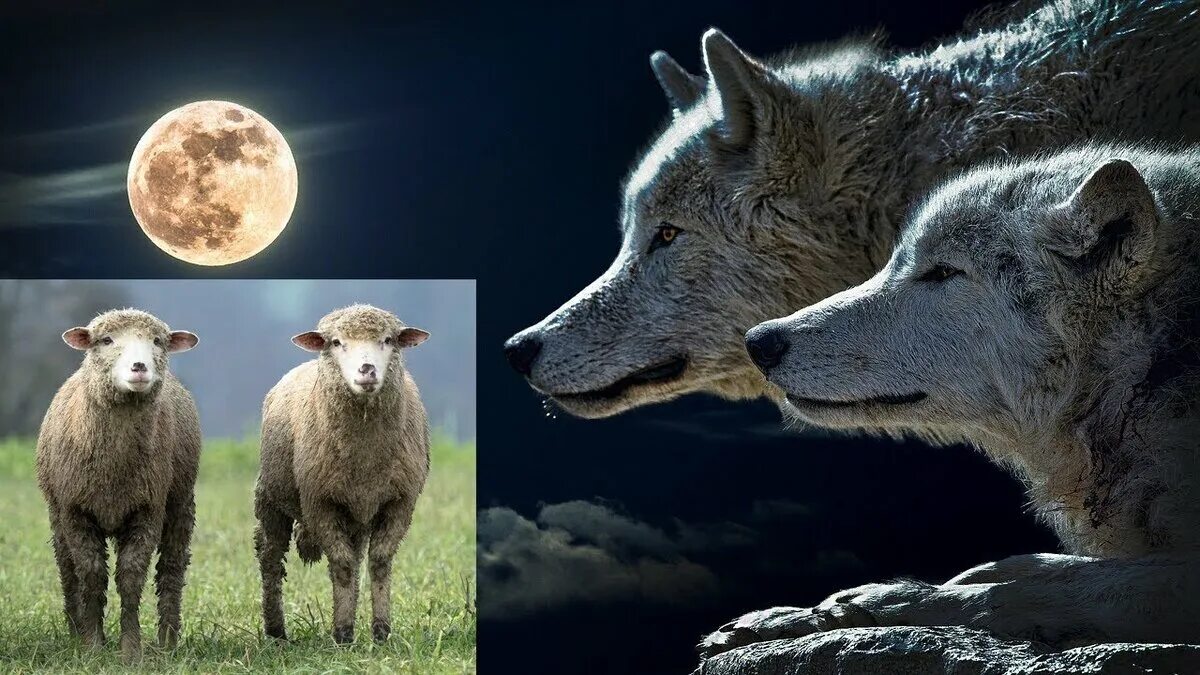 The wolf in sheep's clothing story in English Animal Stories Moral Stories Amazi