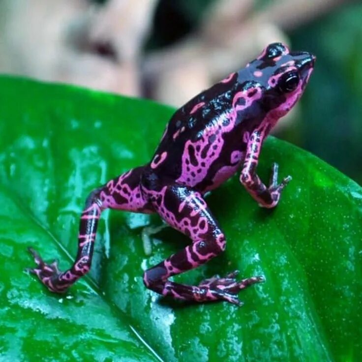 First widespread chytrid fungus infections in frogs of Peruvian Amazon rain fore