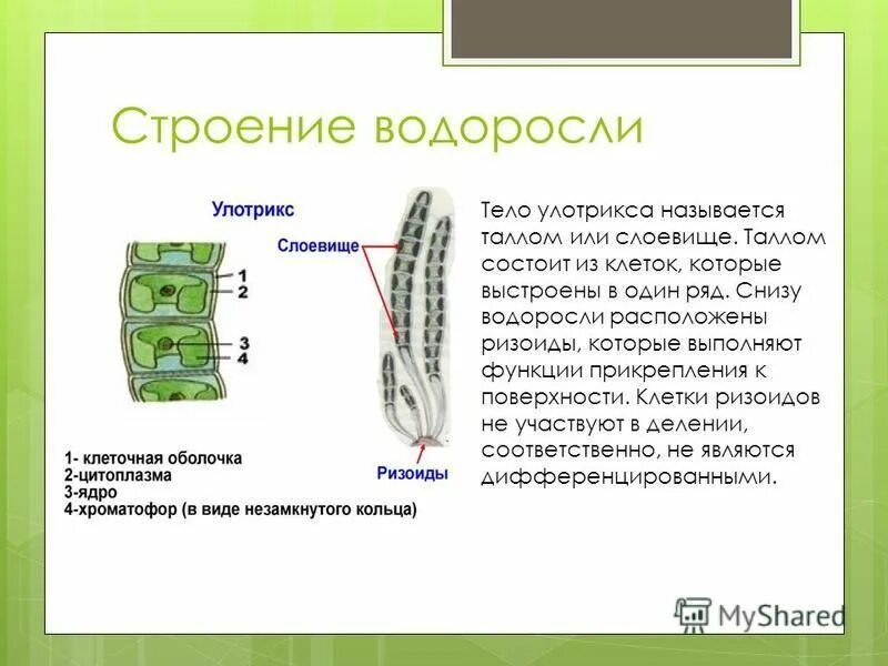 Внешнее строение водорослей. Внешнее строение водорослей