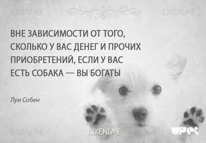 В зависимости от того насколько. Высказывания о собаках. Цитаты о собаках, высказывания,. Выражения про собак. Фразы про собак.