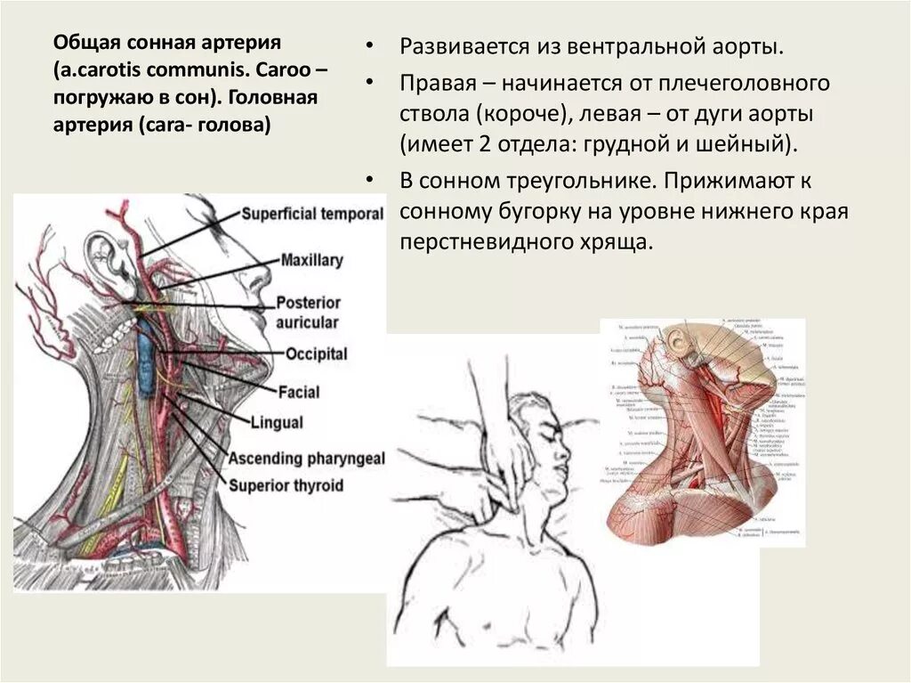 Наружная Сонная артерия кровоснабжает. Сонная артерия анатомия. Левая внутренняя Сонная артерия анатомия. Левая общая Сонная артерия кровоснабжает. Сонная артерия как нащупать где