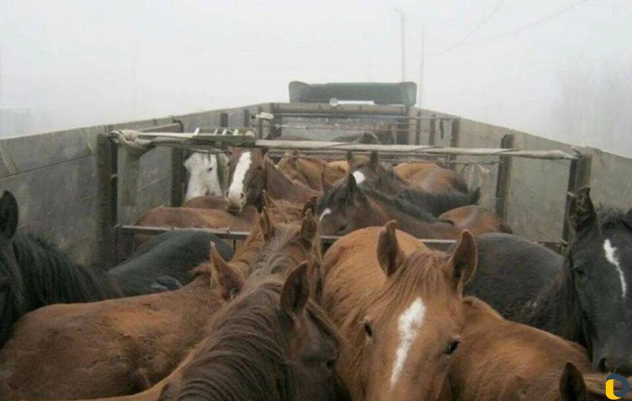 Транспортировка коров. Перевозка лошадей. Животные без документов