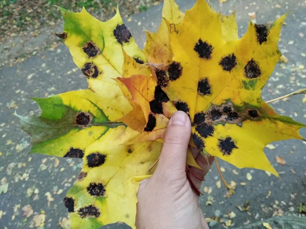 Пятна на кленовых листьях. Бурая пятнистость у клена. Белая пятнистость (септориоз) петрушки. Пятна на кленовых листьях. Черная пятнистость клена.