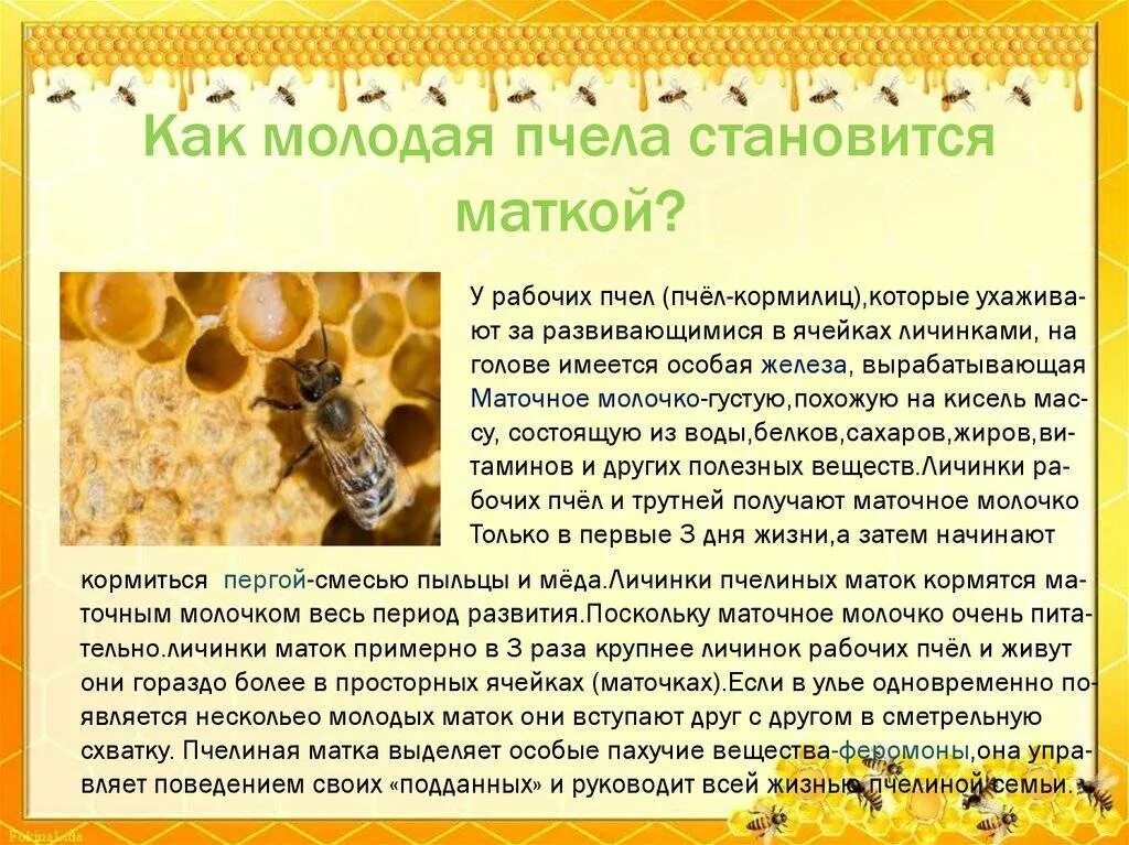 Сколько живет ос. Матка в пчелиной семье. Состав пчелиной семьи. Роли в пчелиной семье. Роль рабочих пчел.