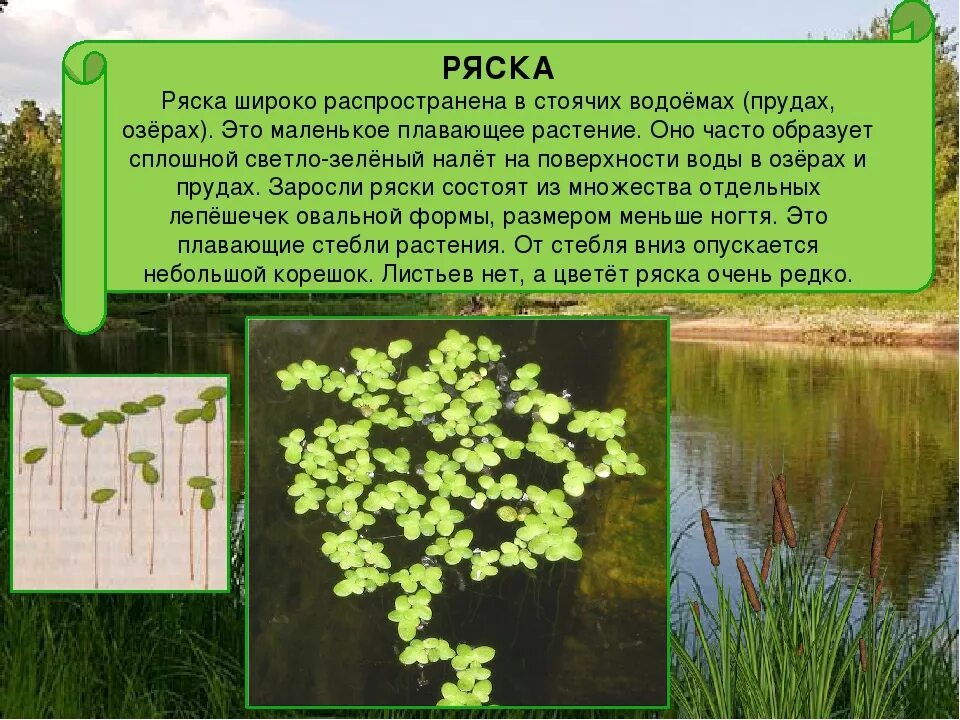 Вскрытию подвергают из каждого пруда не менее