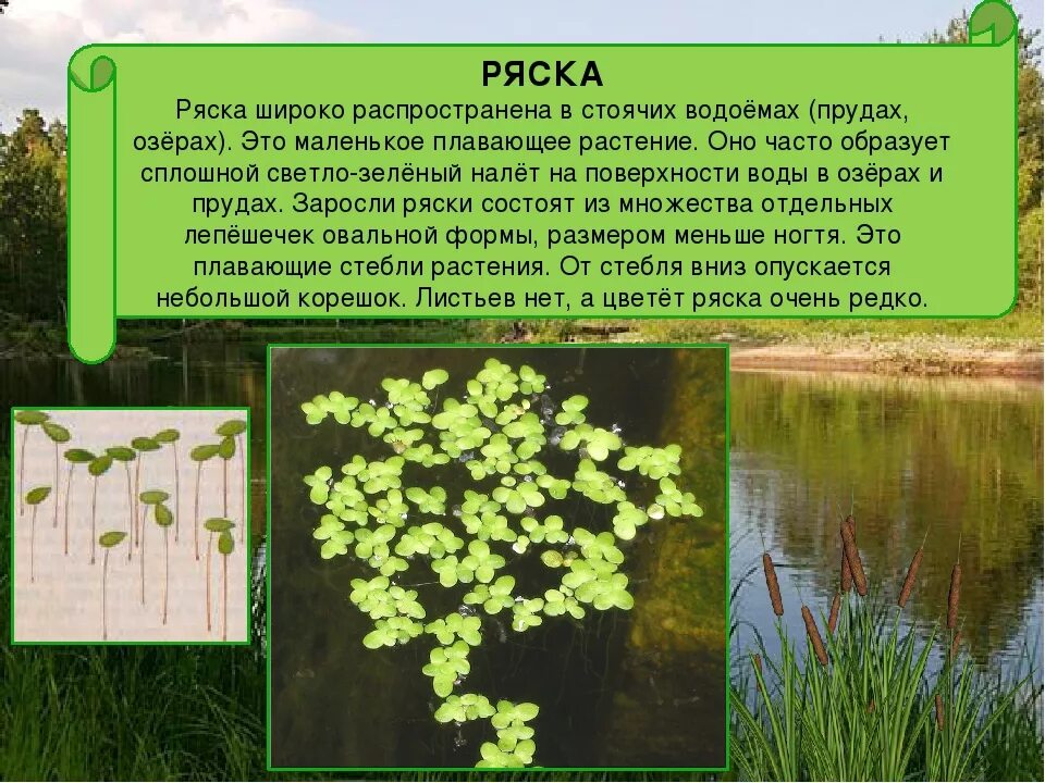 Ряска водные растения. Растения пресных водоемов Ряска. Ряска это гидрофит. Описание водоемах растений. Что растет в озере