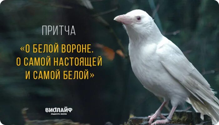 Белая ворона альбинос. Белые вороны. Белая ворона центр аутизм. Белая ворона. Белая ворона фразеологизм.