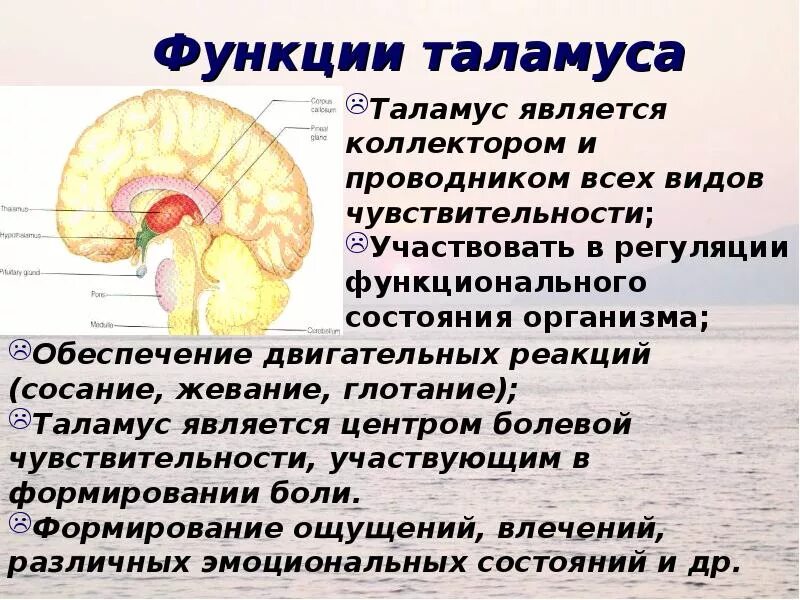 Функция промежуточного мозга дыхание температура тела. Функции гипоталамуса промежуточного мозга. Строение мозга таламус гипоталамус. Функции промежуточного мозга физиология. Таламус анатомия.