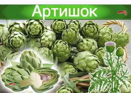 Артишок вытяжка свойства