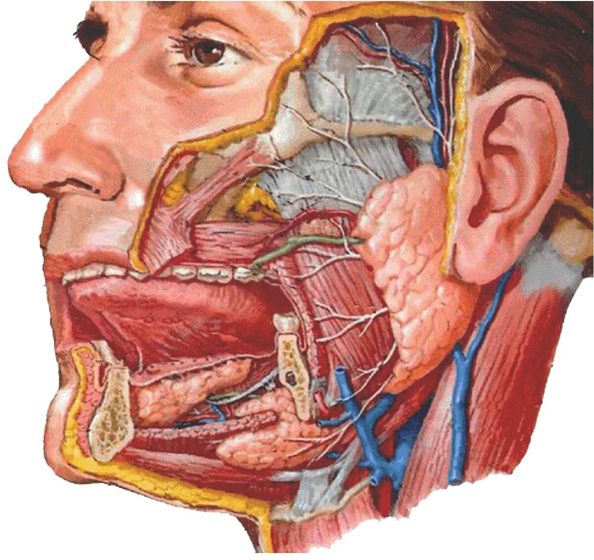 околоушная слюнная железа – glandula parotidea. околоушная слюнная железа. заушные слюнные железы. заушные слюнные железы.