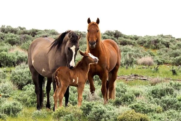 Horse family